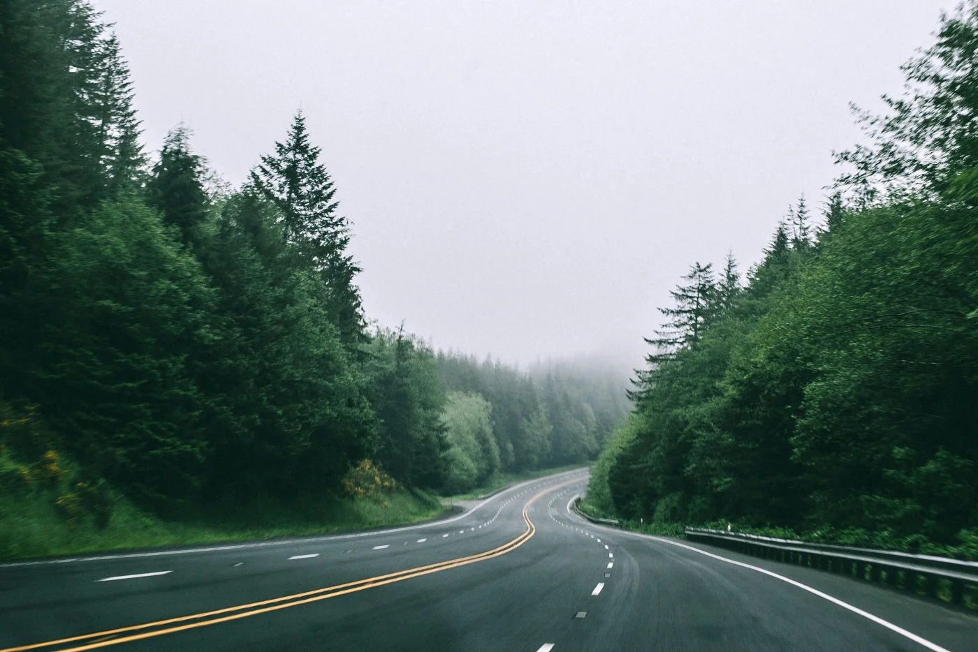 Forest background